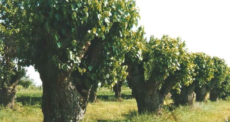 Dal gelso alla seta