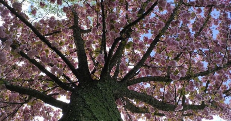 Giardini Segreti – Aperture straordinarie di parchi e giardini