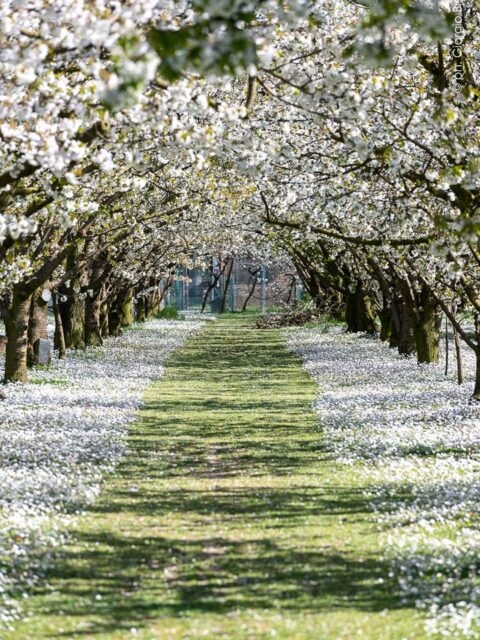 Giardini Segreti – Aperture straordinarie di parchi e giardini